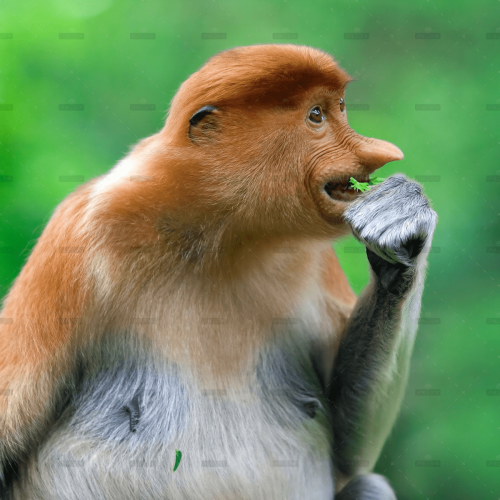 demo-attachment-291-proboscis-monkey-PK9YC3W-1
