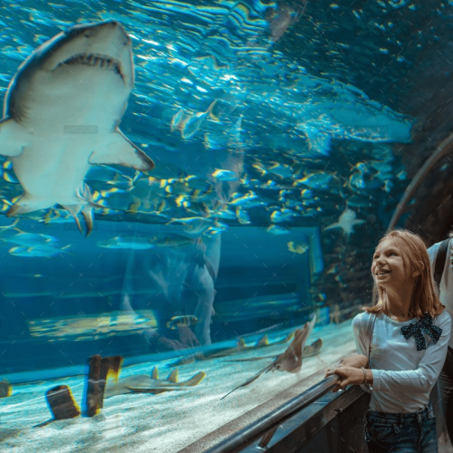 demo-attachment-288-showing-her-the-sharks-GHR4ZKN-1